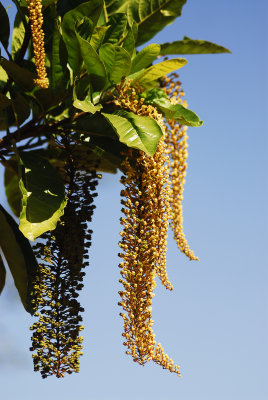 Cerrado