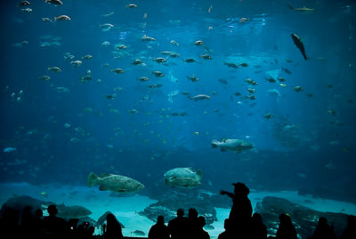 Georgia Aquarium