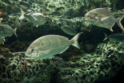 Georgia Aquarium-2