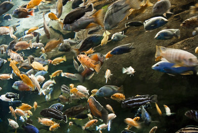 Georgia Aquarium-3