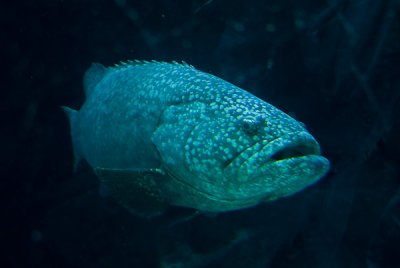 Georgia Aquarium-15