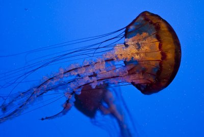 Georgia Aquarium-27