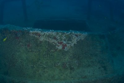 Lupus-9