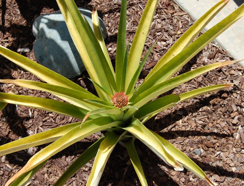 Finally, a pineapple bloom May 2010