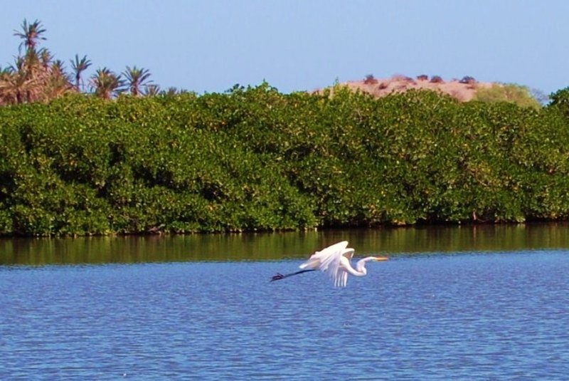 Mulege Egret