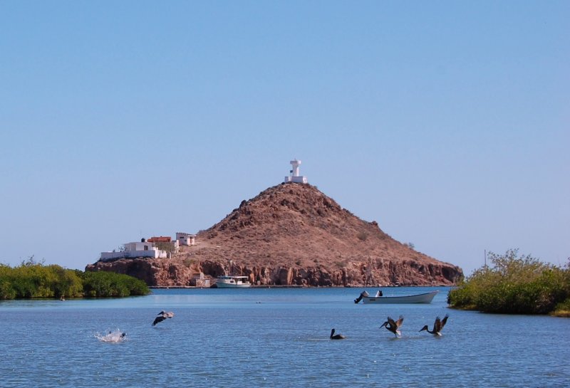 Mulege Pelicans1