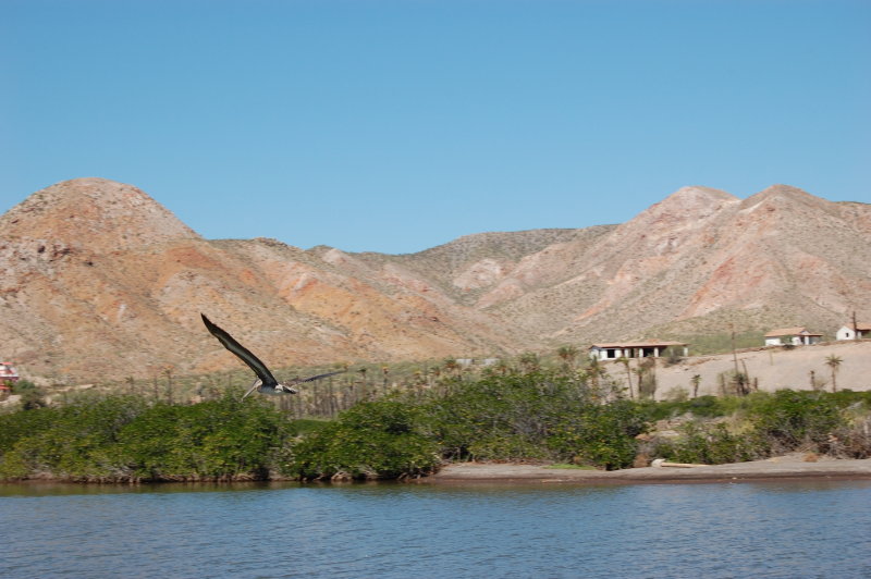 Mulege flying Pelican