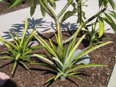 Three Pineapple plants