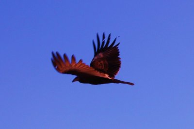 Mulege Turkey Vulture