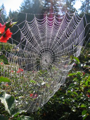 Wet Spider Web
