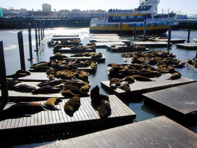 Seals - Pier 49
