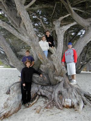 Family Tree - Carmel Beach
