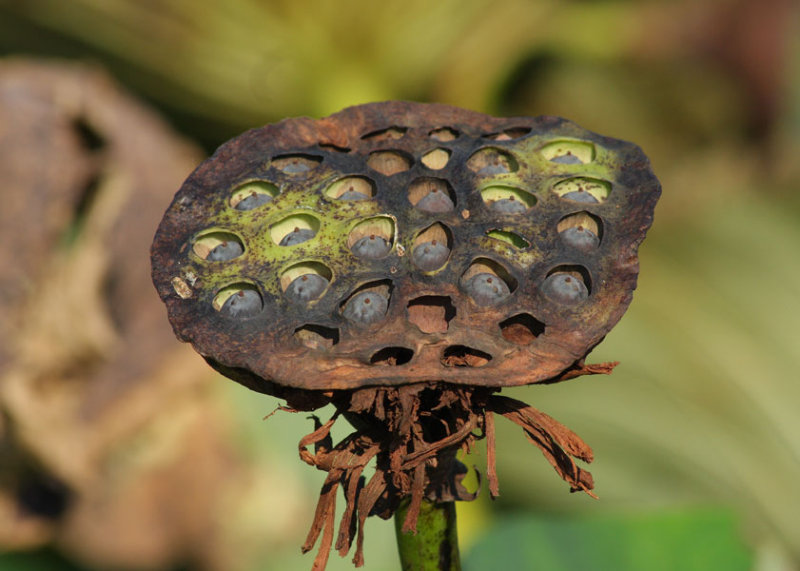 Graine a Voler Seed Pod