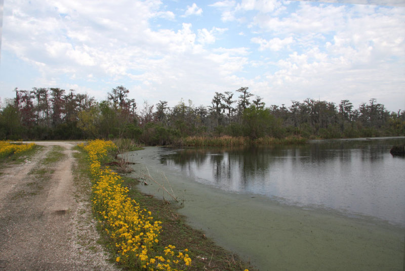 Almost Springtime in the Swamp