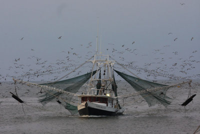 Incoming Shrimp Boat at Dusk