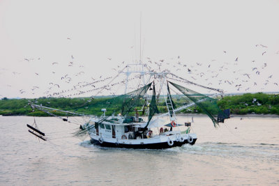 Incoming Shrimp Boat with the Day's Catch