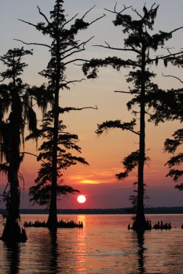 Louisiana Sunset with Cypress Trees