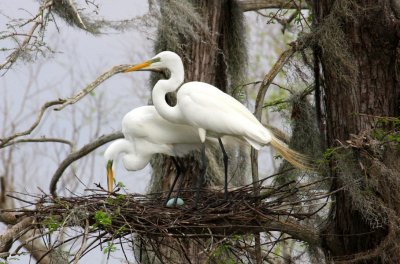 Great Egrets' First Egg
