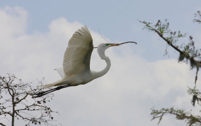 Great Egret Bringing a Twig to Build the Nest