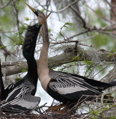 Anhingas in the Courting Season