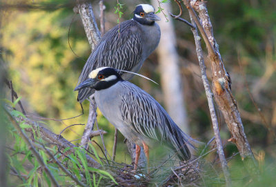 Yellow Crowned Night Herons with Egg in Nest