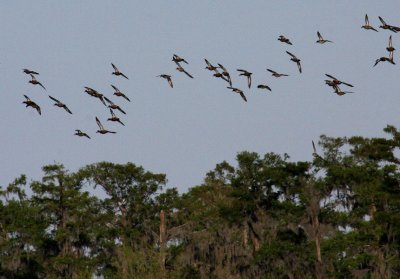 Teal Ducks in Migration