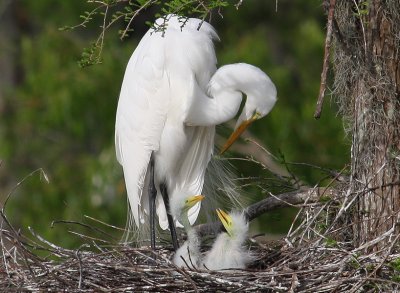 Great Egrets - Motherly Love