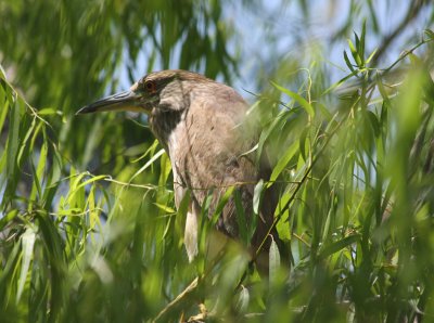 Young Greem Heron in Willow
