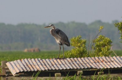 Heron on a Hot Tin Roof
