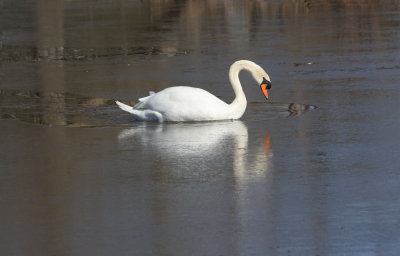 Swan Makes its Way Through the Ice