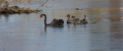 Mama Swan Cuts a Path Through the Ice for Her Cygnets
