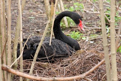 Nesting Swan