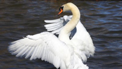 Magnificent Swan