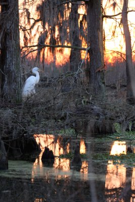 Sunset in the Winter Swamp
