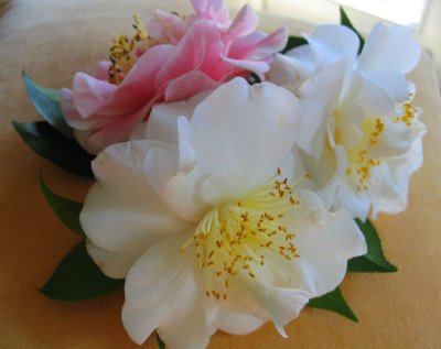 Camellia japonica