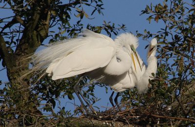Great Egrets Building Nest in Live Oak Tree