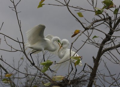 Egrets Building a Nest