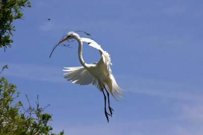 Great Egret