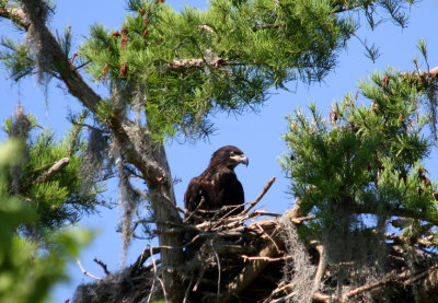 Young Eagle Still in Nest - 2010