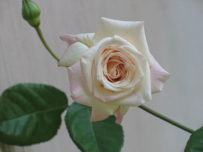 Memere's Rose