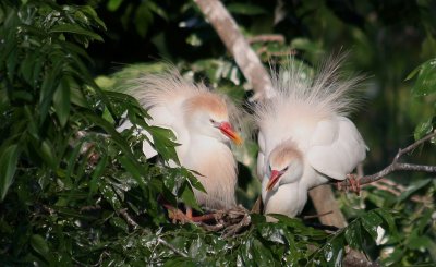 Cattle Egrets All Fluffed Up and Courting