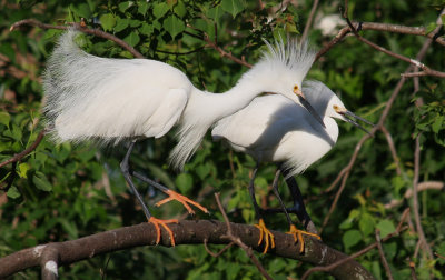 Snowy Egrets in their Breeding Feathers