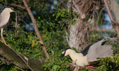 Yellow Crowned Night Herons in Breeding Colors