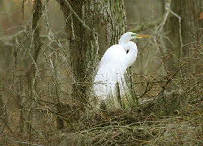 Great Egret in Winter Shortly Before Courting Season - 2010