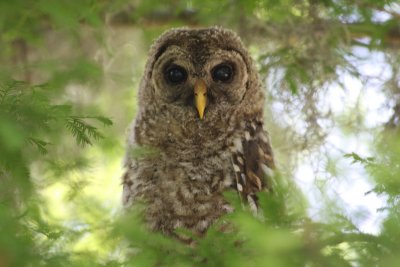Whoooo Are You?