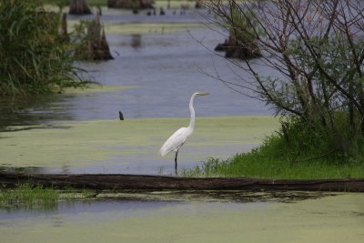Great Egret in Wetlands