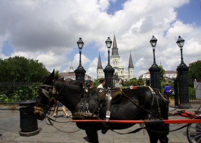 Mule - Just Like the People of Southeast Louisiana, Strong and Stubborn
