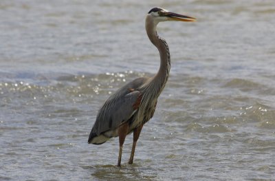 Heron
