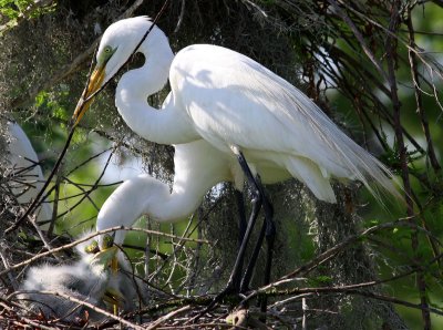 Great Egrets at Feeding Time