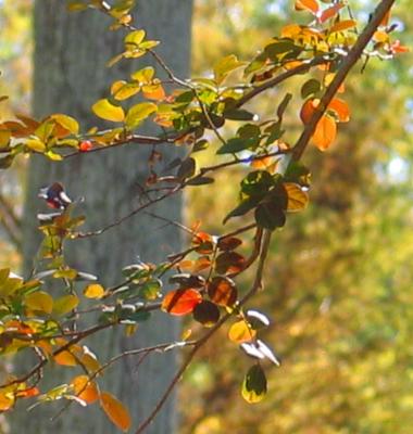 Autumn at Perilloux Place